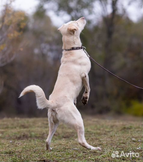 Молодой пёс в добрые руки
