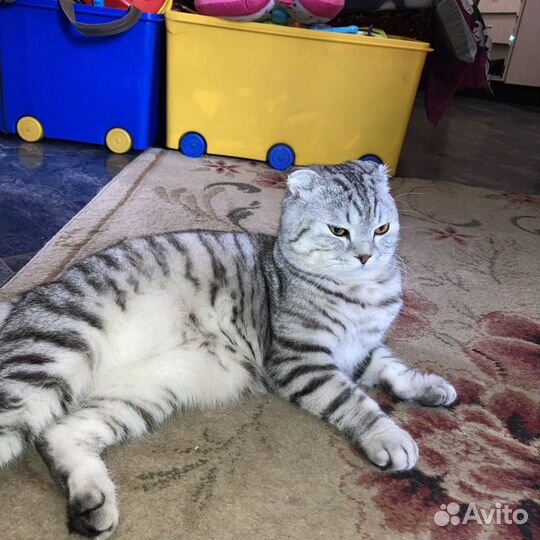 Шотландский кот вязка