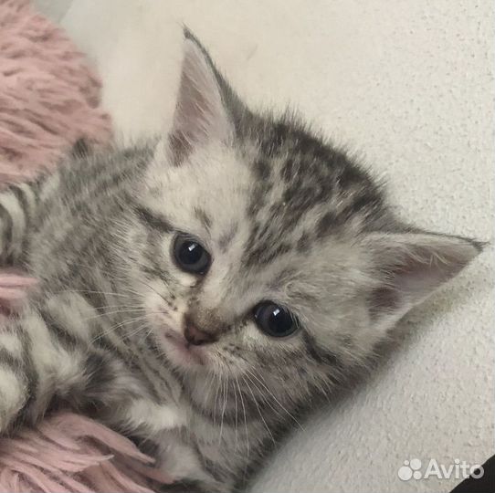 Котята