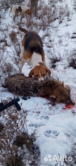 Продаю собаку