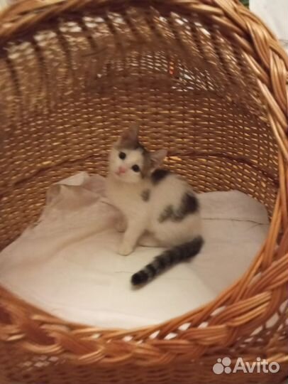 Малышка ищет дом