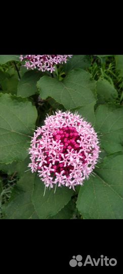 Клеродендрум бунге