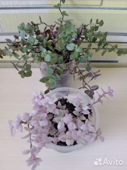 Традесканция