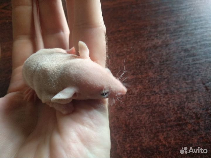 Крысули - лапули