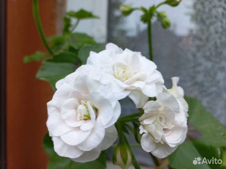 Плющелистная ампельная сортовая пелларгония