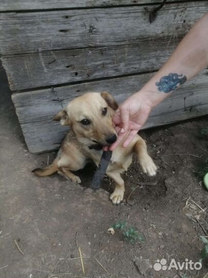 Собака в добрые руки отдам бесплатно