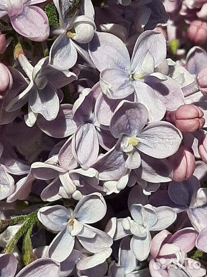 Сирень сортовая махровая