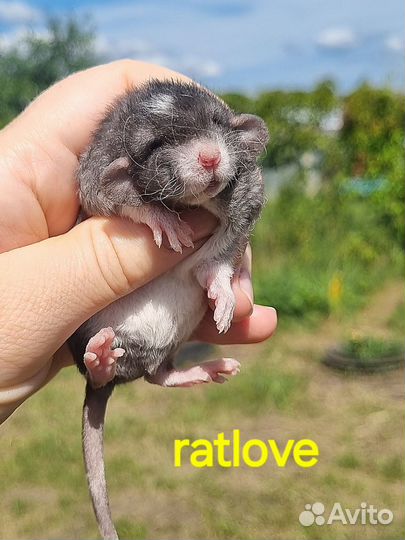 Крысята кудряшки