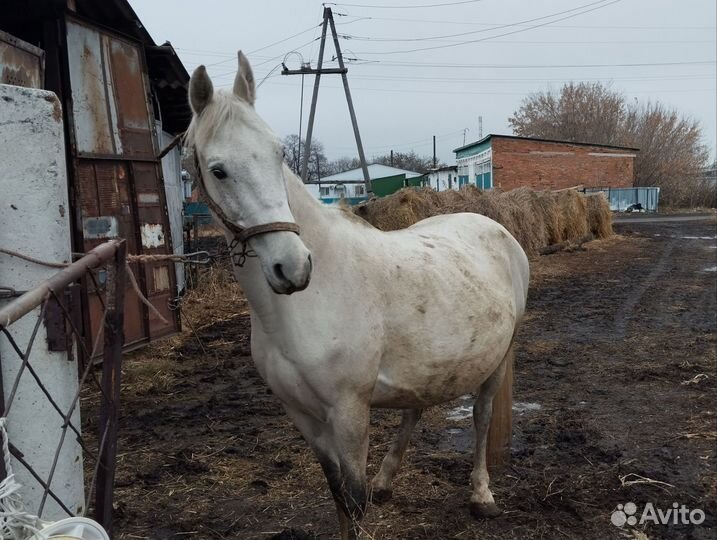 Лошадь с жеребенком