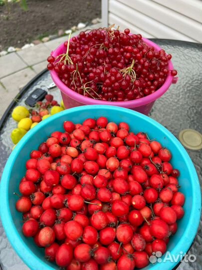 Продам калина красная, боярышник садовый