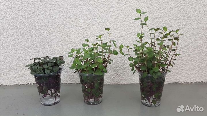 Каллизия ползучая (Каллизия Репенс)