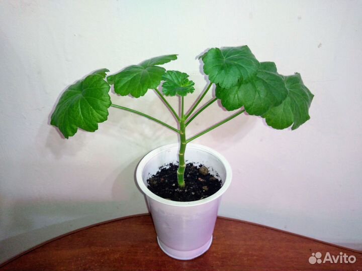 Рассада однолетних цветов, Сельдерей, Мята