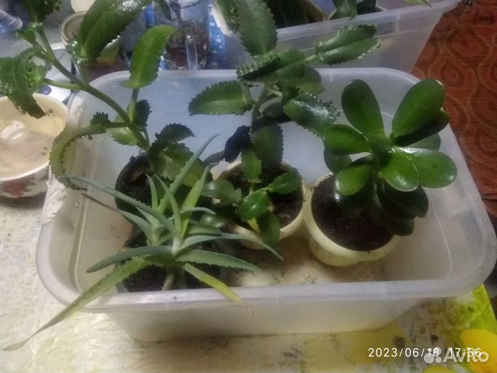 Золотой ус, алоэ, живородящее каланхоэ, денежное д