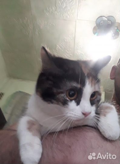 Кошка