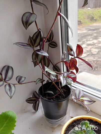 Традесканция зебрина