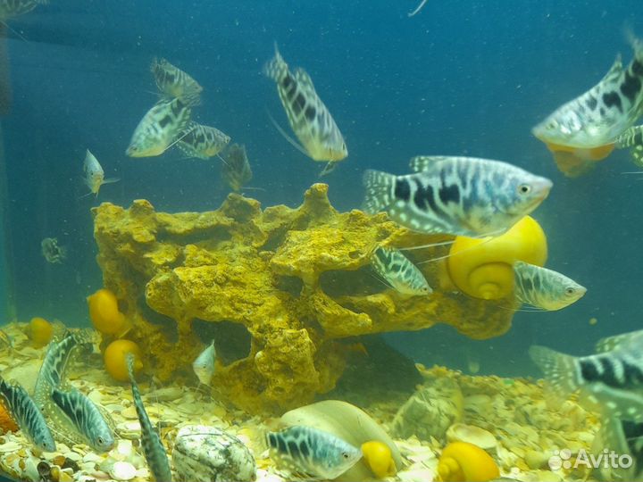 Аквариумные рыбки