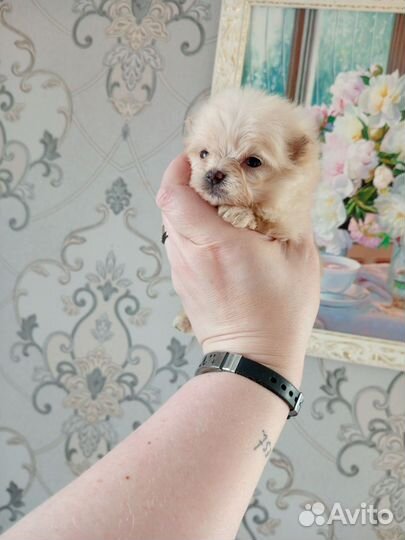 Мальтипу помапу