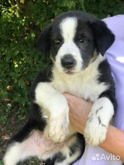 Щенки в дар