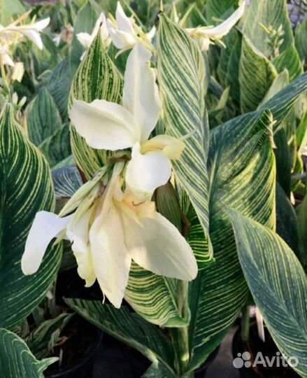 Канны клубни