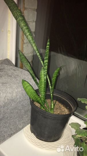 Сансевиерия бронь
