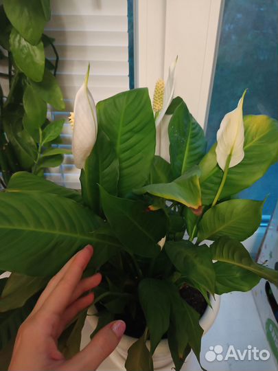 Спатифиллум