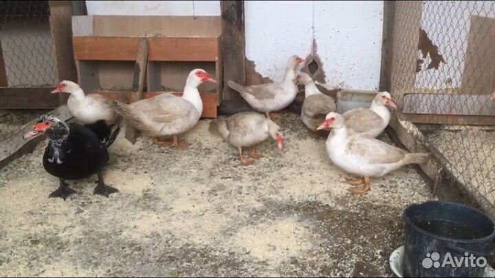 Индюшата Широкогрудые Индоутята Гусята Линда