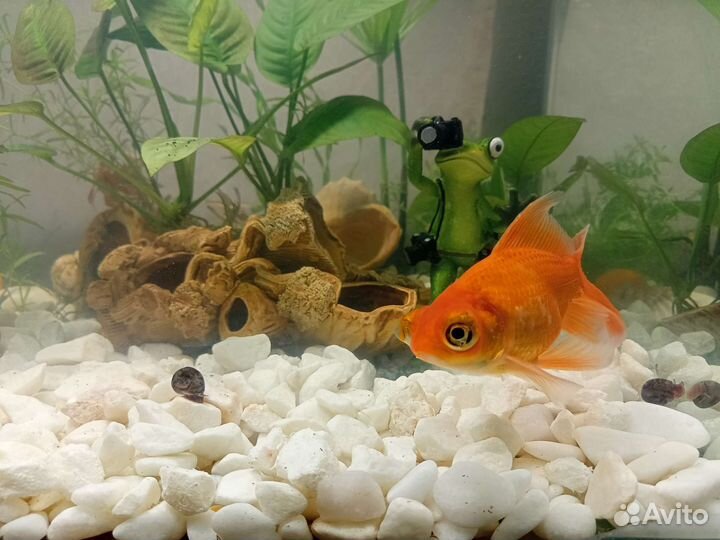 Рыба золотая рыбка рыба в аквариум