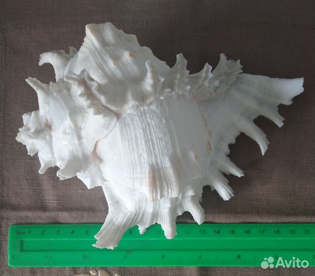 Морская раковина большая