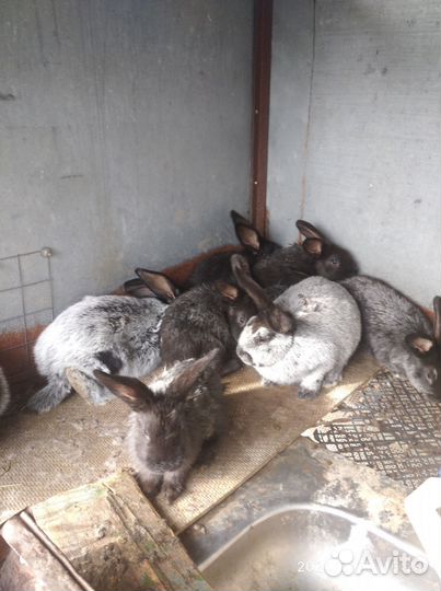 Кролик Полтавское серебро