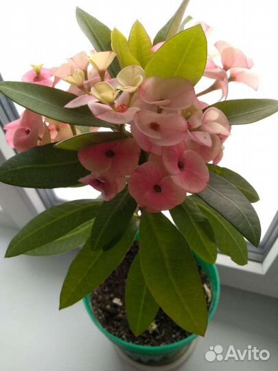 Молочай Миля