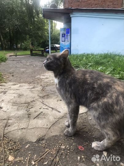 Кошка очень ищет дом