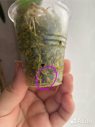 Орхидея white swan (белый лебедь/королевская)