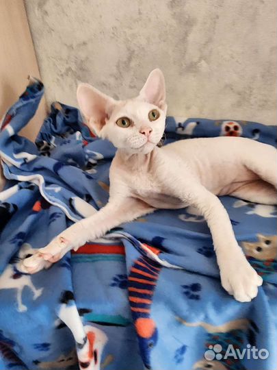 Девон-рекс. мальчик