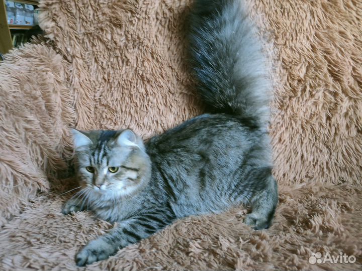 Серый пушистый котик