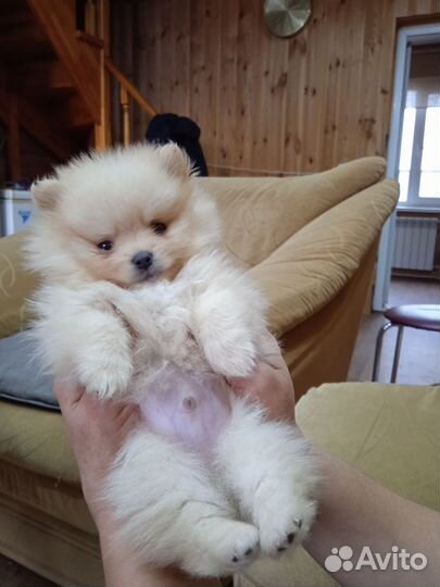 Щенки шпица