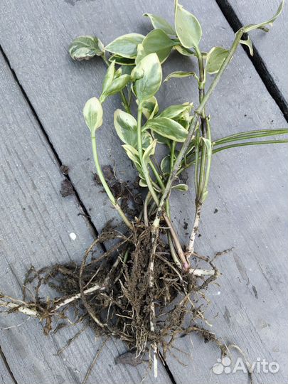 Барвинок пестролистный