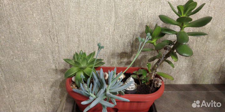 Набор суккулентов