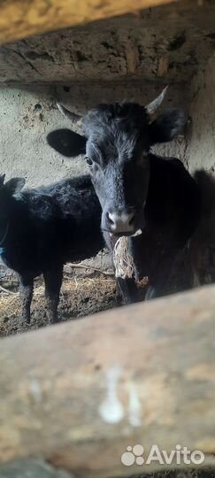 Продажа крс