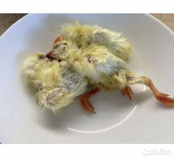 Цыплята суточные на корм