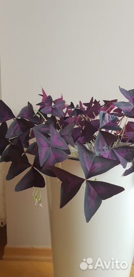 Комнатные цветы кислица