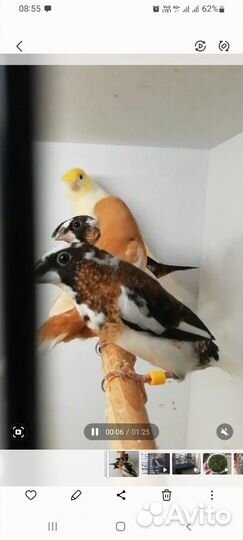 Японские амадины