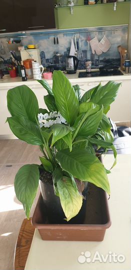 Спатифиллум