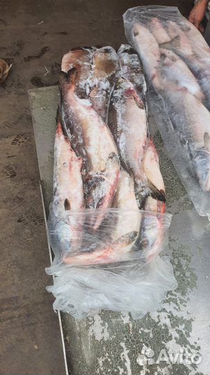 Горбуша Нр сахалин