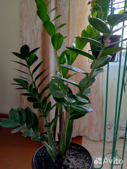 Зимиакулькус