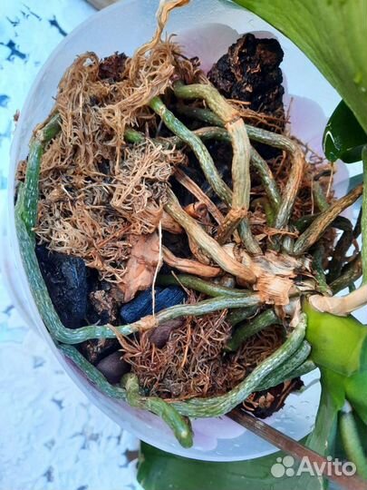 Орхидея фаленопсис