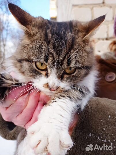 Котик Усатик 5 месяцев в добрые руки