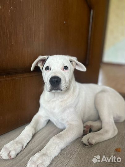 Щенки в хорошие руки