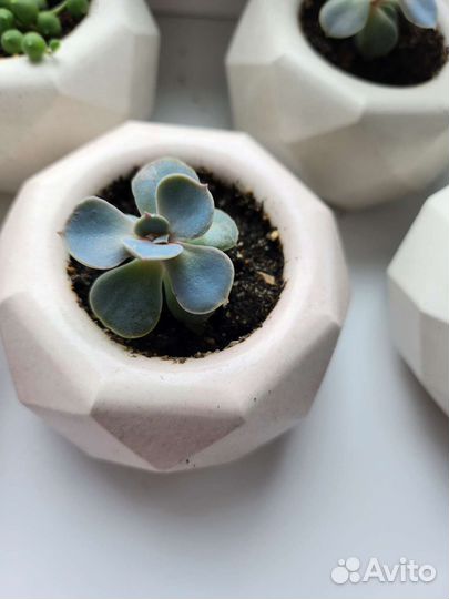 Суккуленты