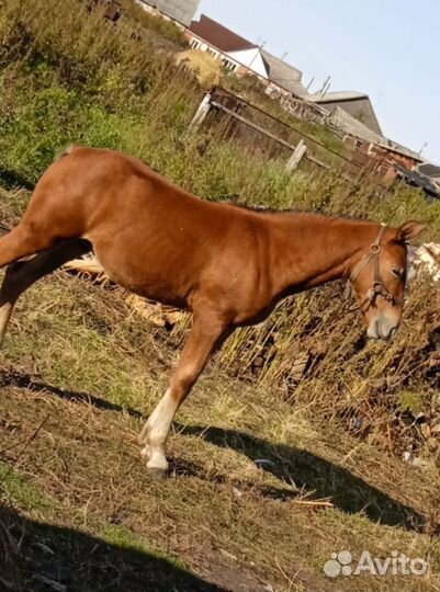 Лошадь жеребец