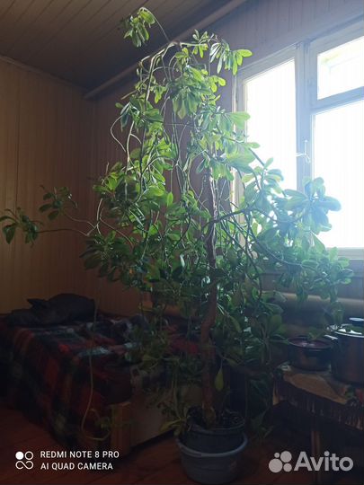 Комнатные растения